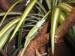Anolis rudokrký ( Anolis carolinensis )